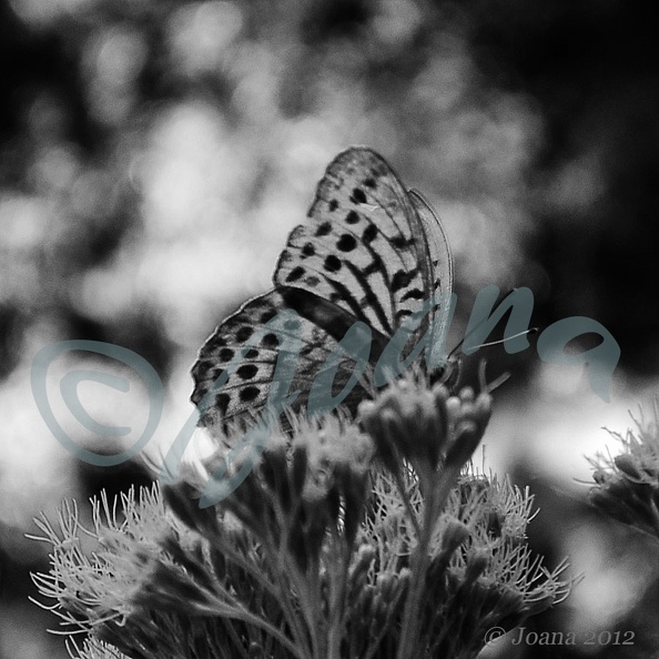 Papillon-N&B.jpg